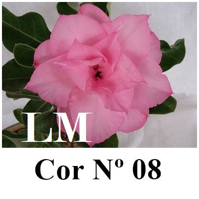 ENXERTO 12846 – 25cm (cor LM 08)