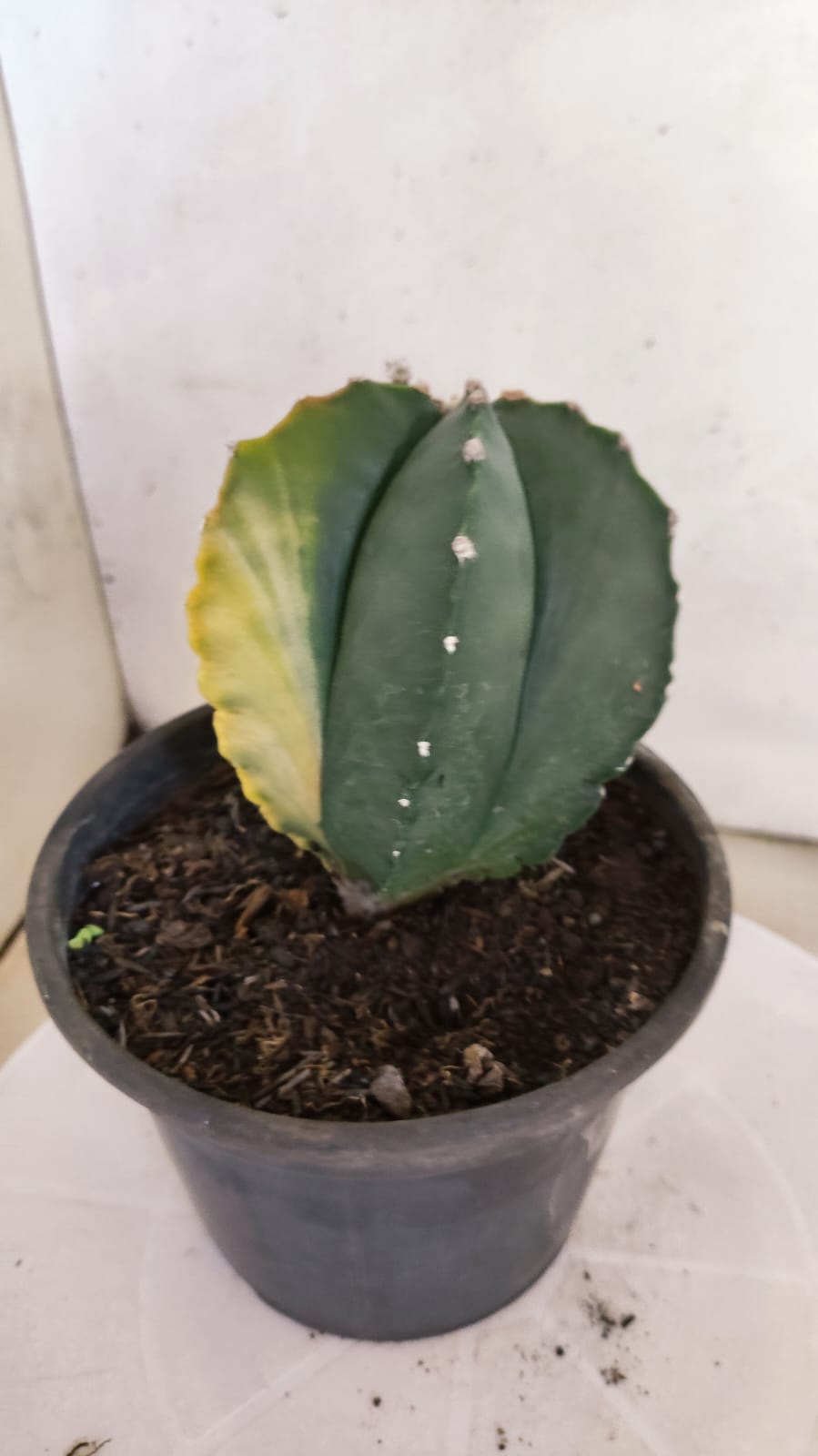 MATRIZ ASTROPHYTUM cv KIKKO "Variegata"  Nº 386 – vaso 15