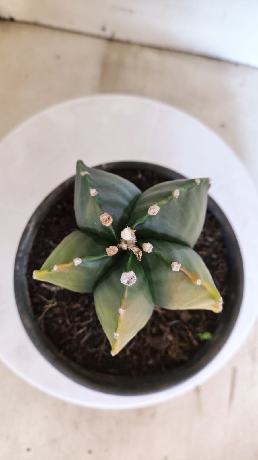 MATRIZ ASTROPHYTUM cv KIKKO "Variegata"  Nº 386 – vaso 15