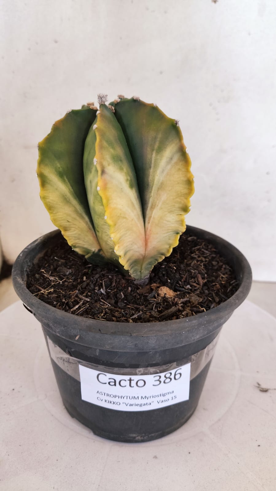 MATRIZ ASTROPHYTUM cv KIKKO "Variegata"  Nº 386 – vaso 15