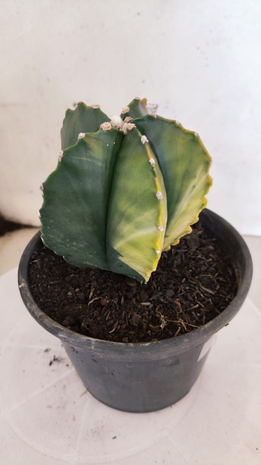 MATRIZ ASTROPHYTUM cv KIKKO "Variegata"  Nº 386 – vaso 15