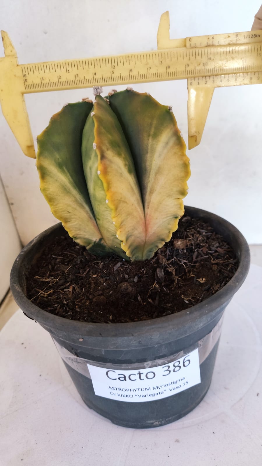 MATRIZ ASTROPHYTUM cv KIKKO "Variegata"  Nº 386 – vaso 15
