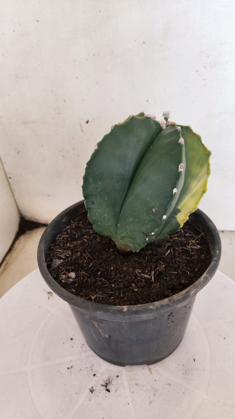 MATRIZ ASTROPHYTUM cv KIKKO "Variegata"  Nº 386 – vaso 15
