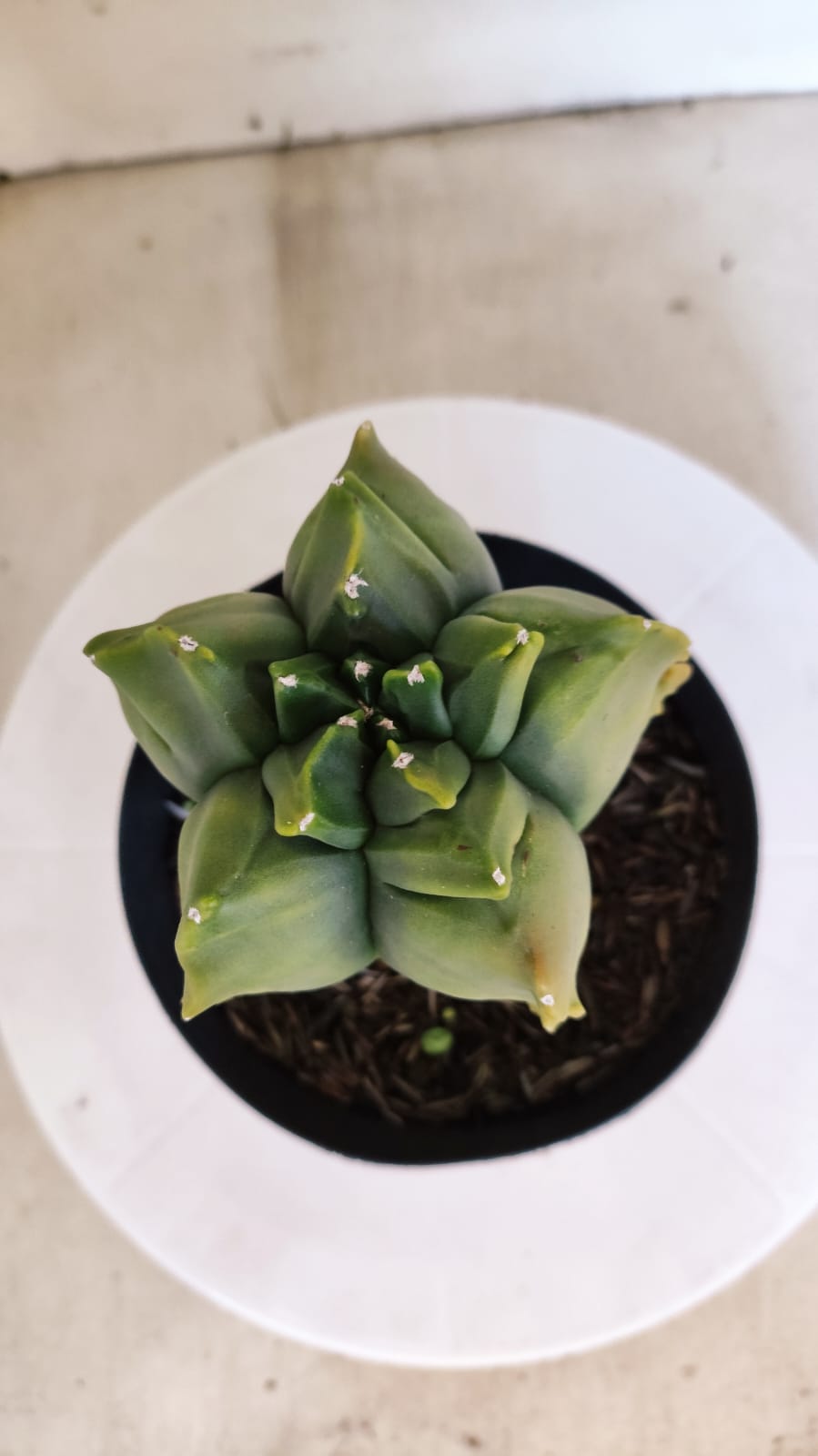 MATRIZ ASTROPHYTUM cv KIKKO "Variegata - Exótico"  Nº 392 – vaso 15