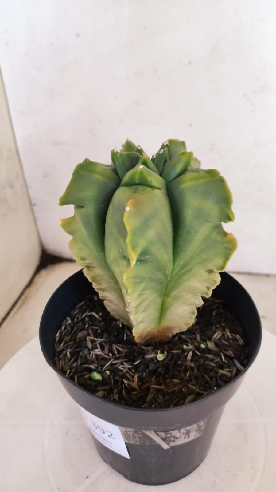 MATRIZ ASTROPHYTUM cv KIKKO "Variegata - Exótico"  Nº 392 – vaso 15