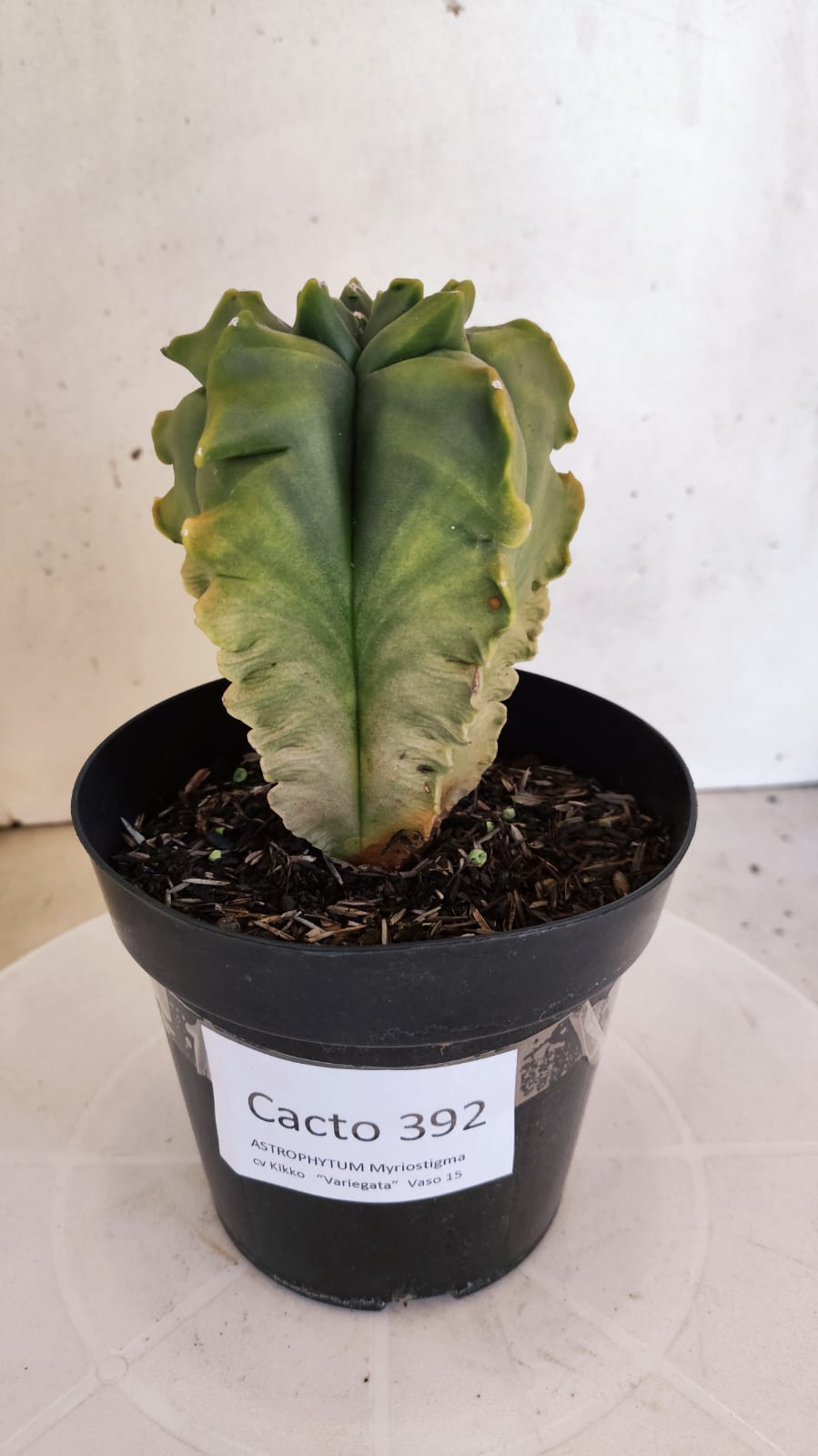 MATRIZ ASTROPHYTUM cv KIKKO "Variegata - Exótico"  Nº 392 – vaso 15