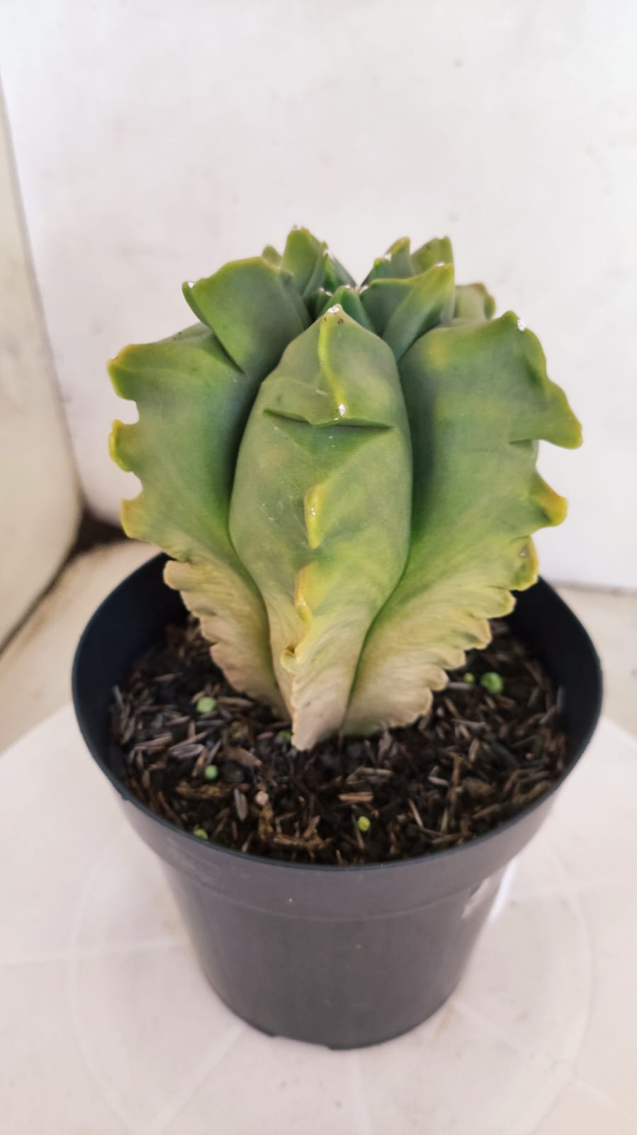MATRIZ ASTROPHYTUM cv KIKKO "Variegata - Exótico"  Nº 392 – vaso 15