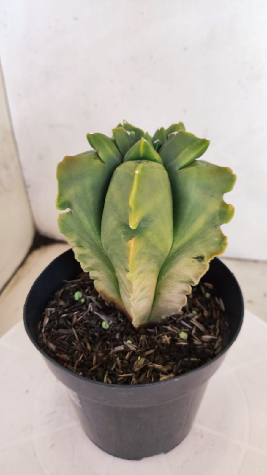 MATRIZ ASTROPHYTUM cv KIKKO "Variegata - Exótico"  Nº 392 – vaso 15