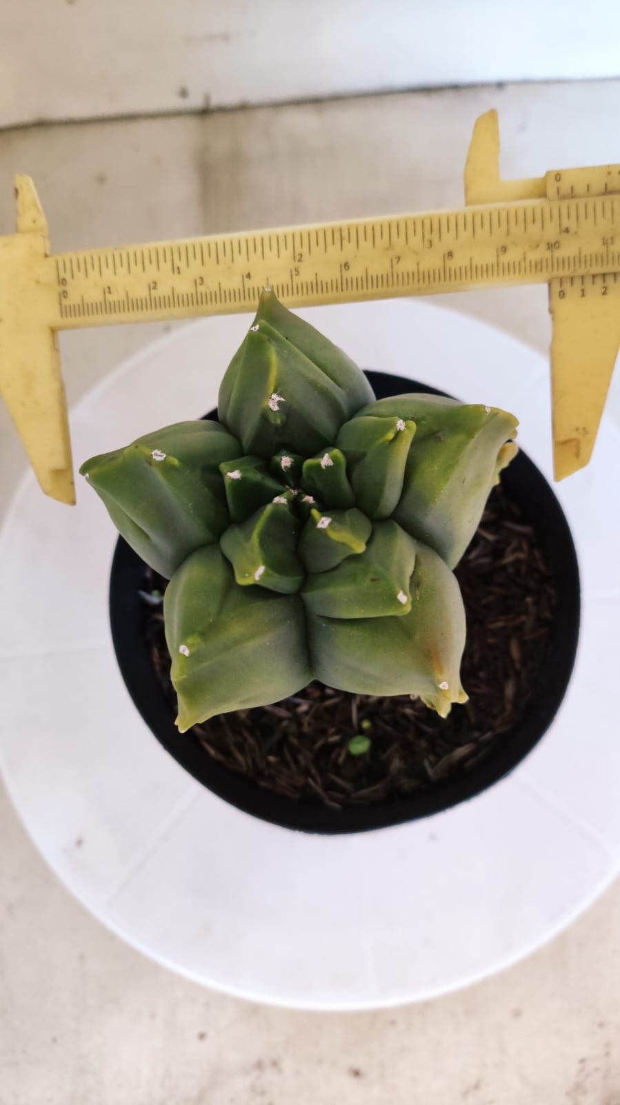 MATRIZ ASTROPHYTUM cv KIKKO "Variegata - Exótico"  Nº 392 – vaso 15