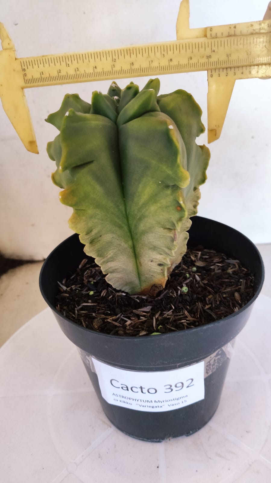 MATRIZ ASTROPHYTUM cv KIKKO "Variegata - Exótico"  Nº 392 – vaso 15