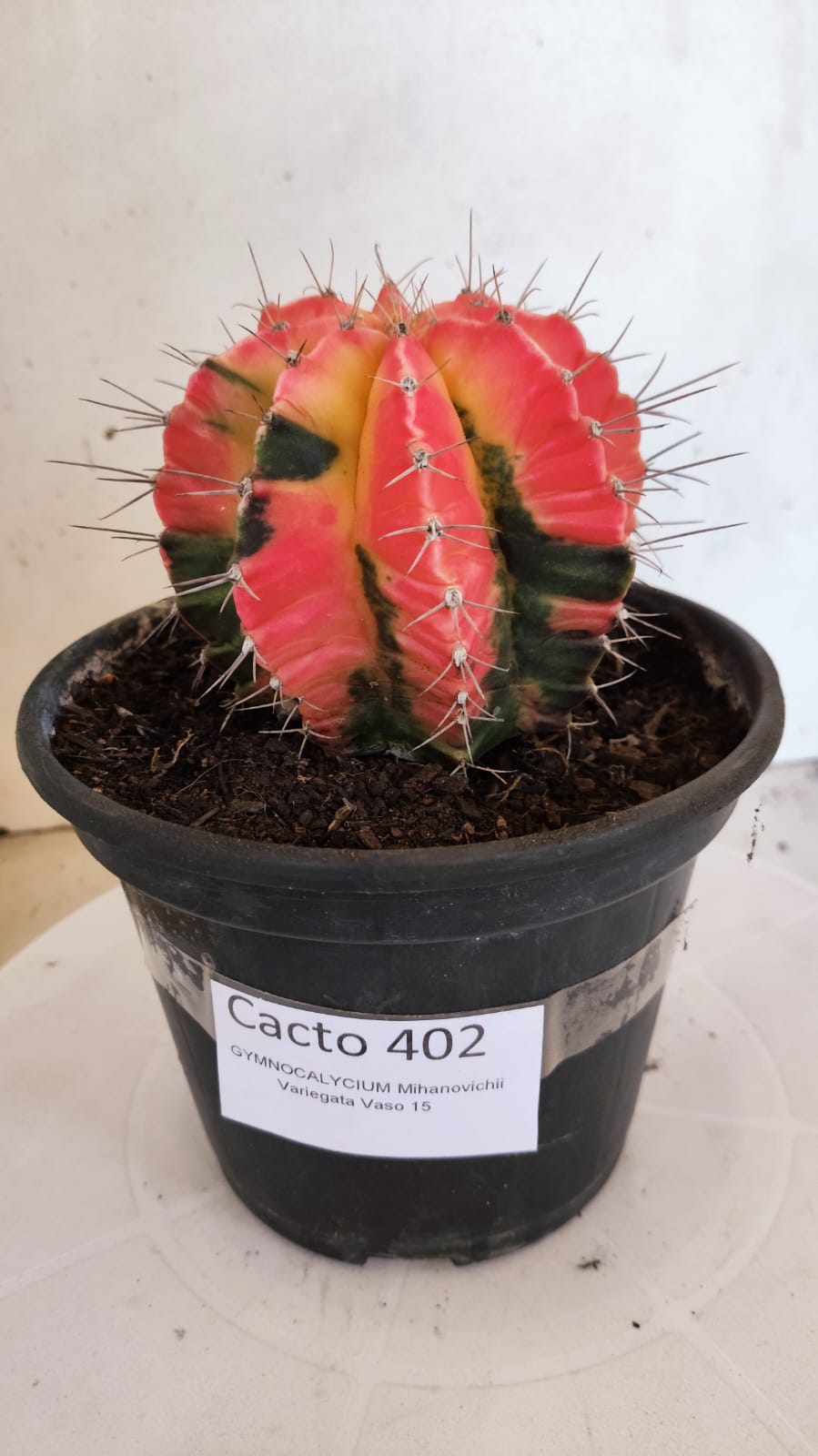 GYMNOCALYCIUM Mihanovichii "Variegata" Nº 402 – vaso 15