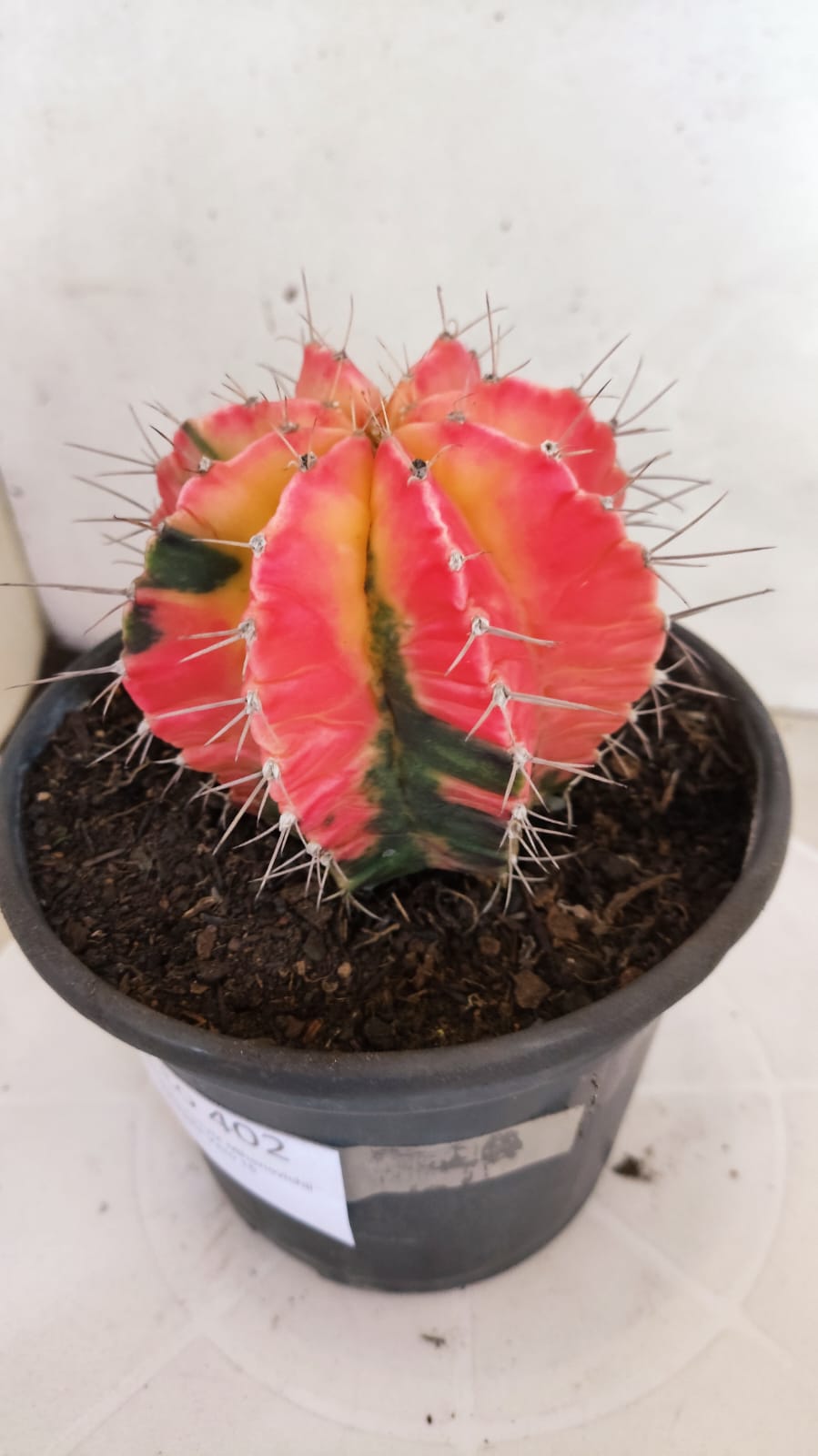 GYMNOCALYCIUM Mihanovichii "Variegata" Nº 402 – vaso 15