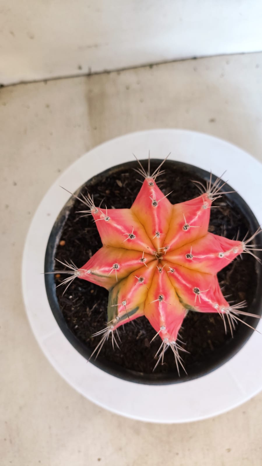 GYMNOCALYCIUM Mihanovichii "Variegata" Nº 402 – vaso 15