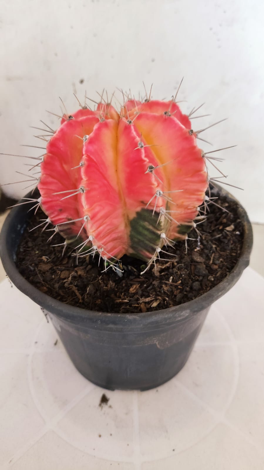 GYMNOCALYCIUM Mihanovichii "Variegata" Nº 402 – vaso 15