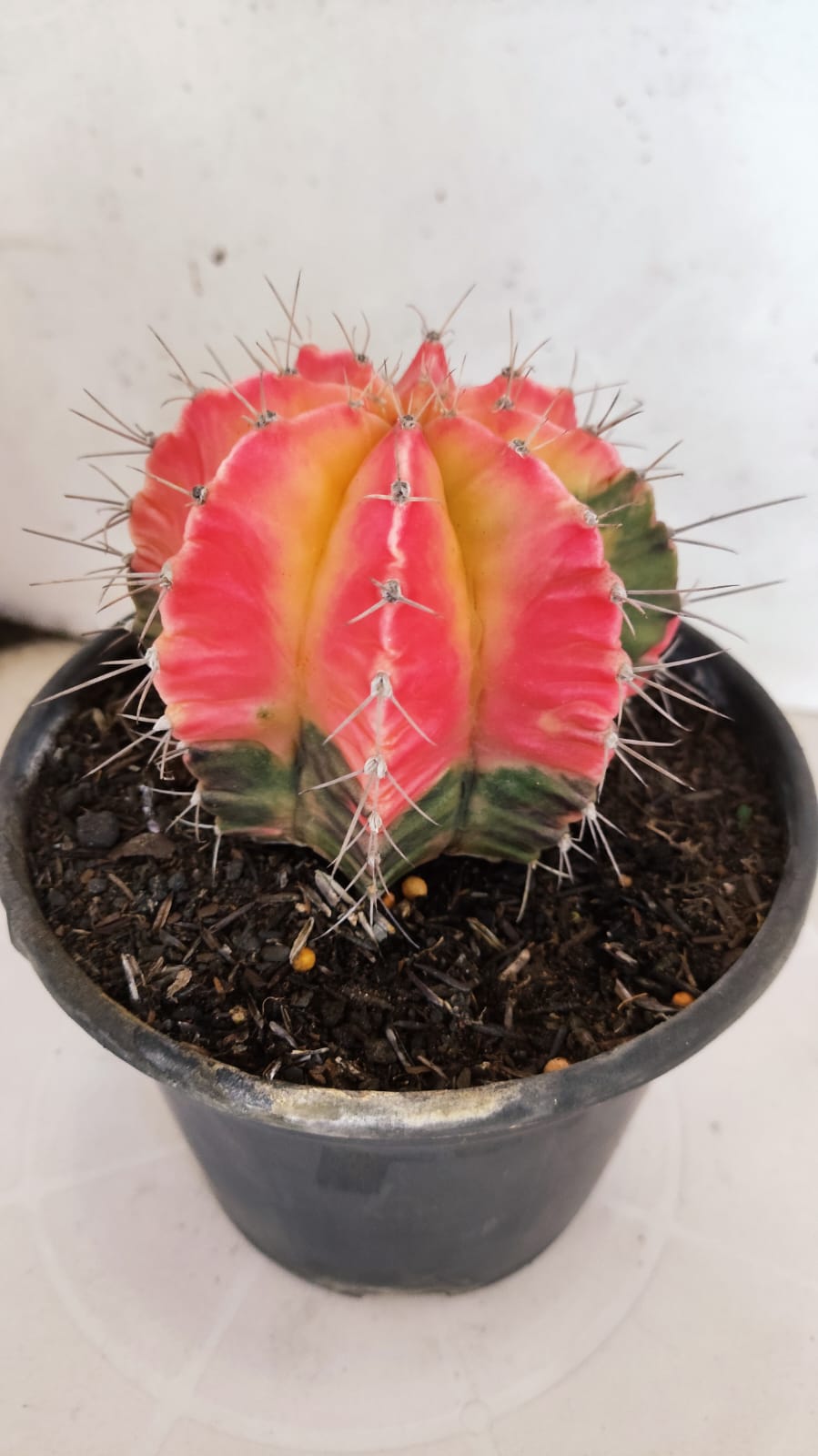 GYMNOCALYCIUM Mihanovichii "Variegata" Nº 402 – vaso 15