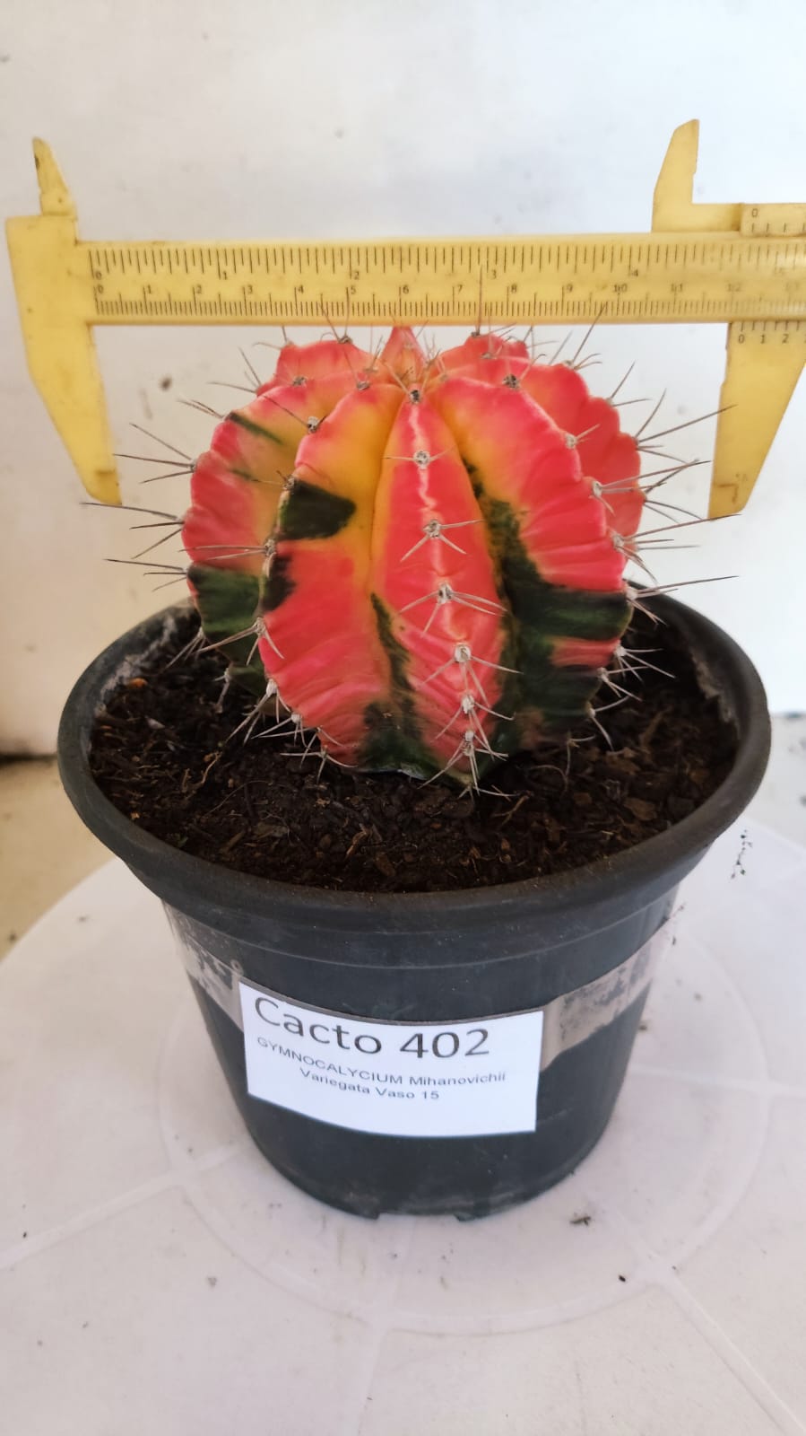 GYMNOCALYCIUM Mihanovichii "Variegata" Nº 402 – vaso 15