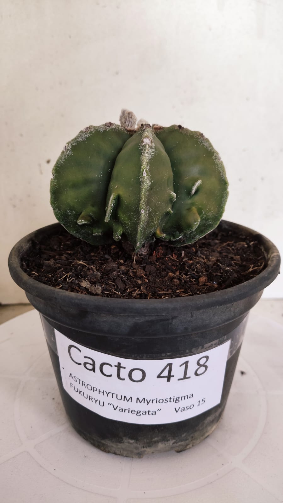 MATRIZ ASTROPHYTUM Myriostigma FUKURYU Nº 418 – vaso 15