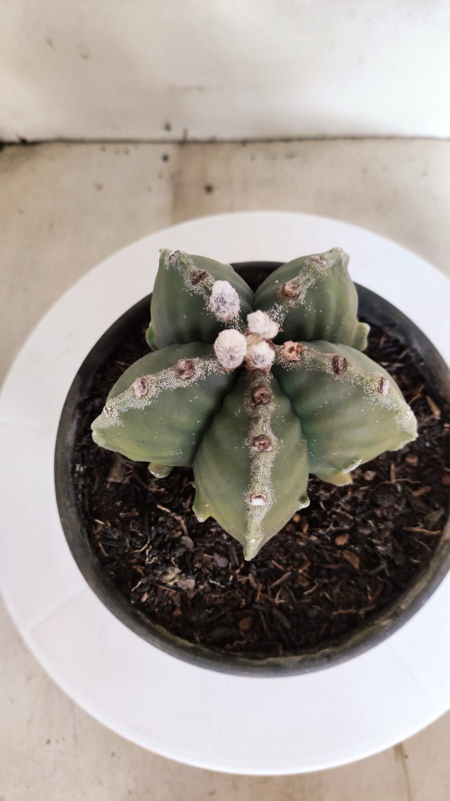 MATRIZ ASTROPHYTUM Myriostigma FUKURYU Nº 418 – vaso 15