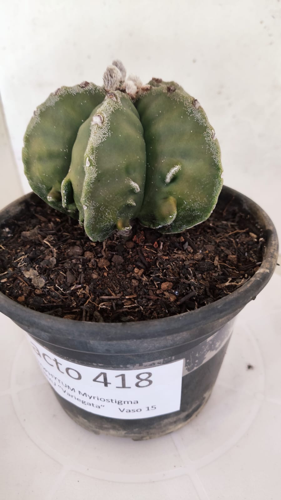 MATRIZ ASTROPHYTUM Myriostigma FUKURYU Nº 418 – vaso 15