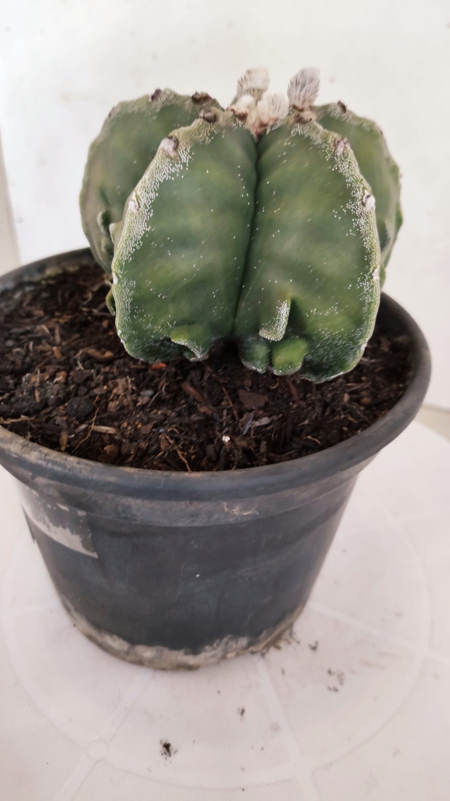 MATRIZ ASTROPHYTUM Myriostigma FUKURYU Nº 418 – vaso 15