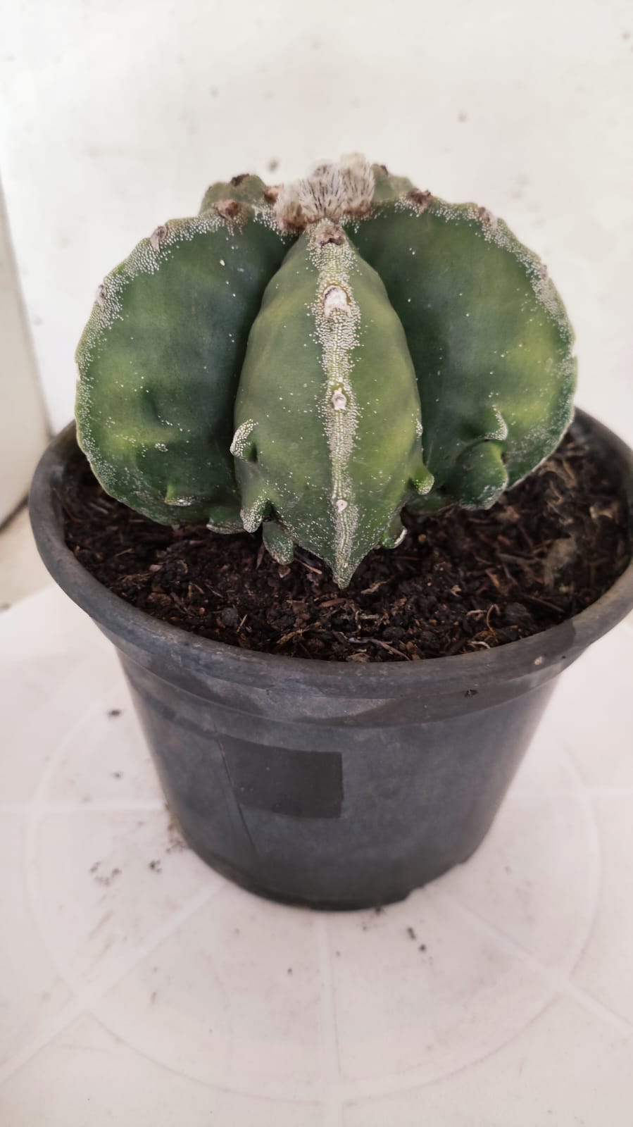 MATRIZ ASTROPHYTUM Myriostigma FUKURYU Nº 418 – vaso 15