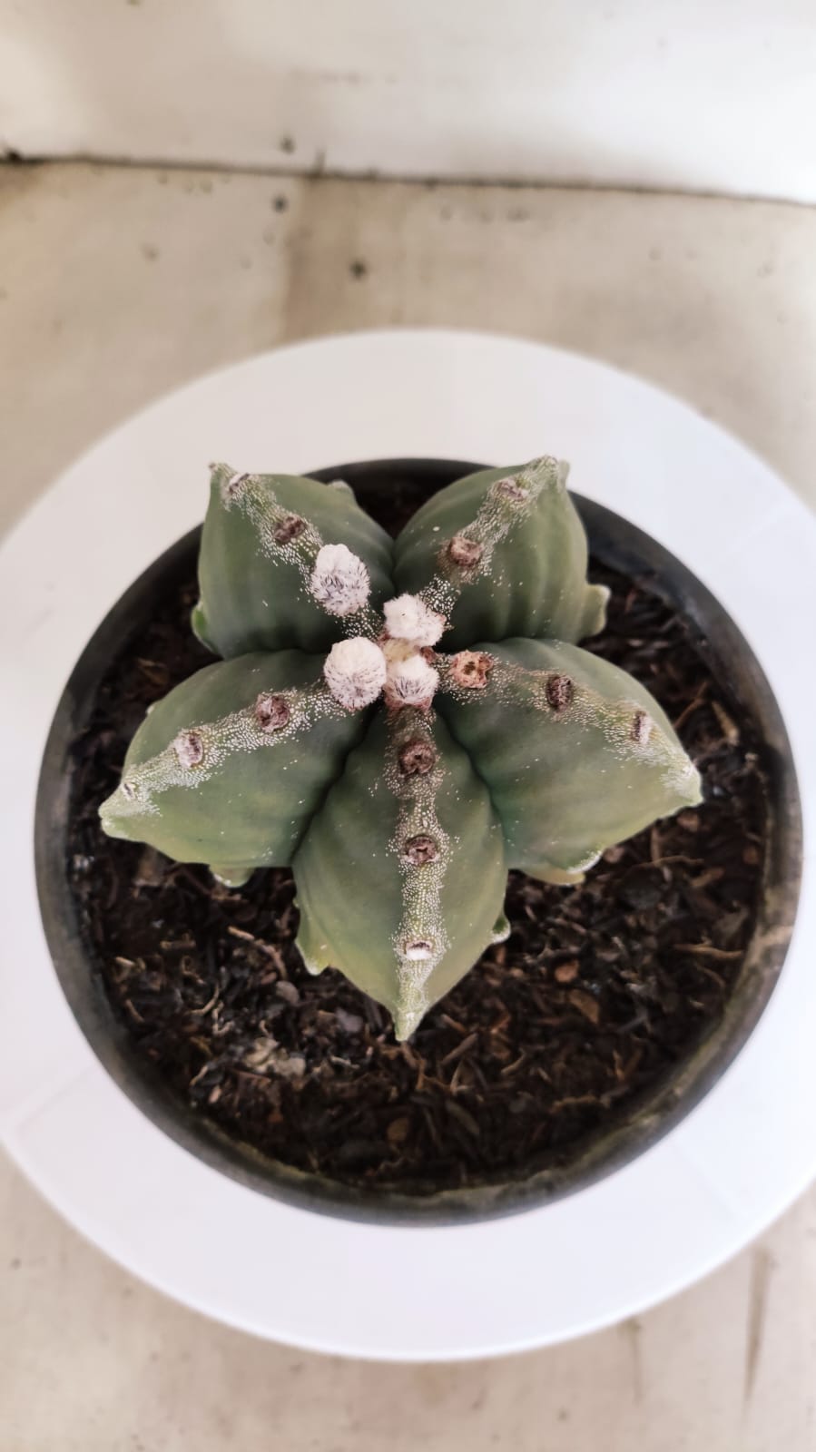 MATRIZ ASTROPHYTUM Myriostigma FUKURYU Nº 418 – vaso 15