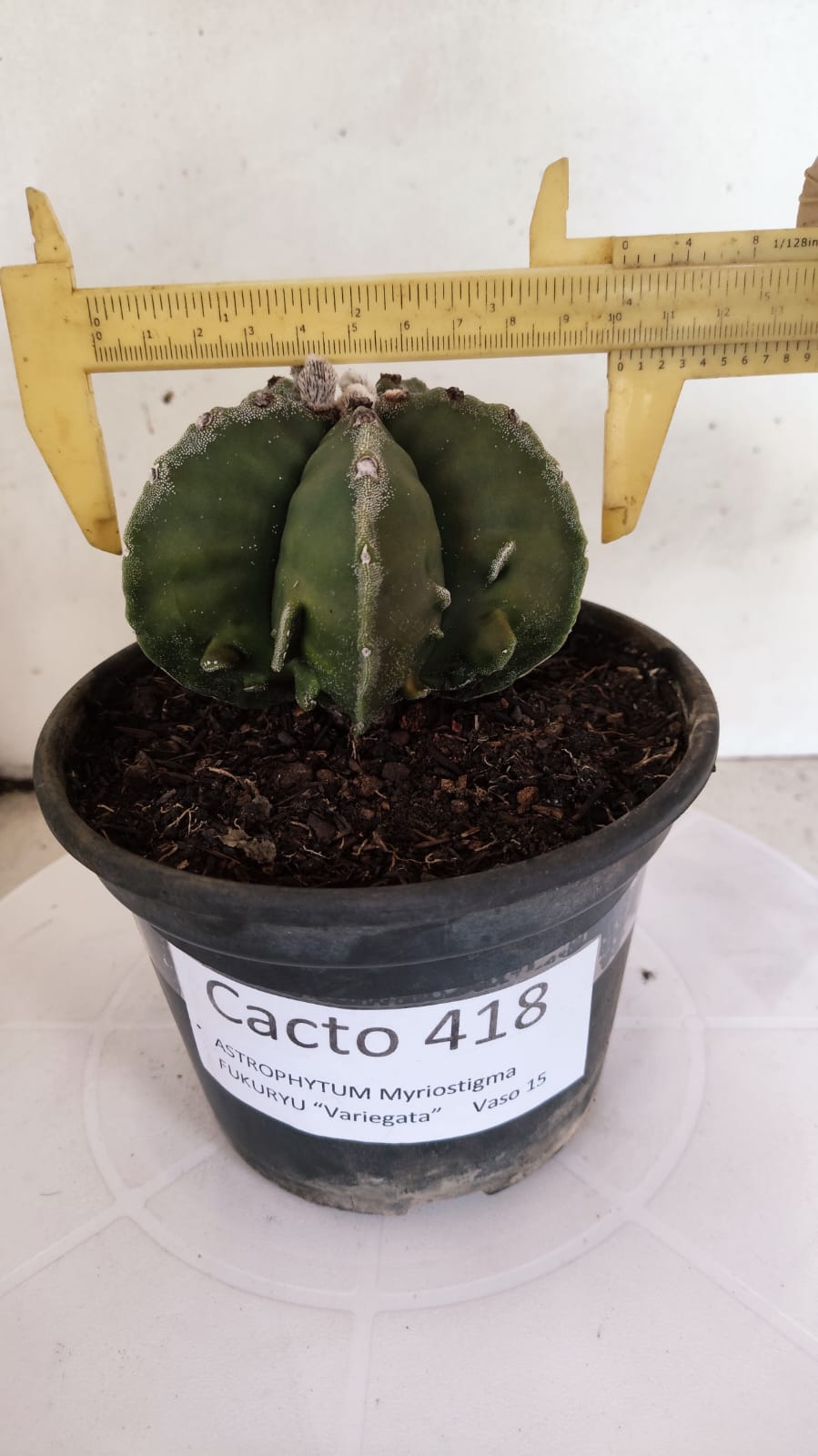 MATRIZ ASTROPHYTUM Myriostigma FUKURYU Nº 418 – vaso 15