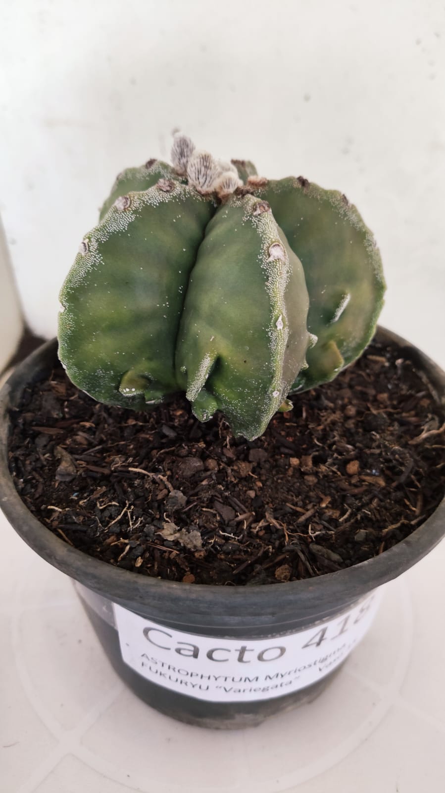 MATRIZ ASTROPHYTUM Myriostigma FUKURYU Nº 418 – vaso 15