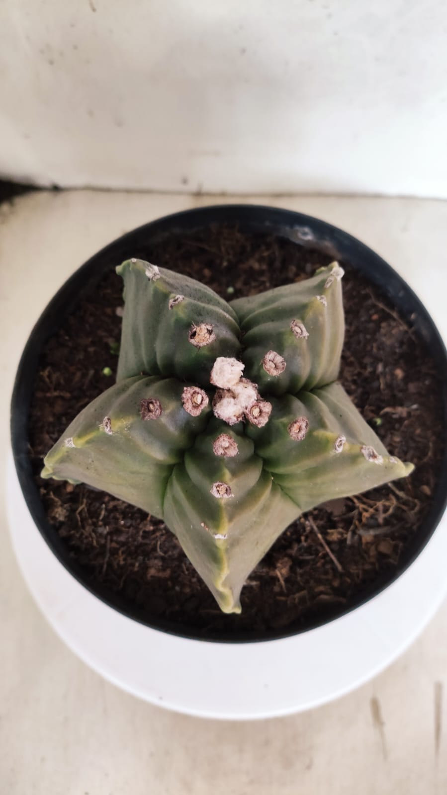 MATRIZ ASTROPHYTUM cv KIKKO Nº 424 – vaso 17
