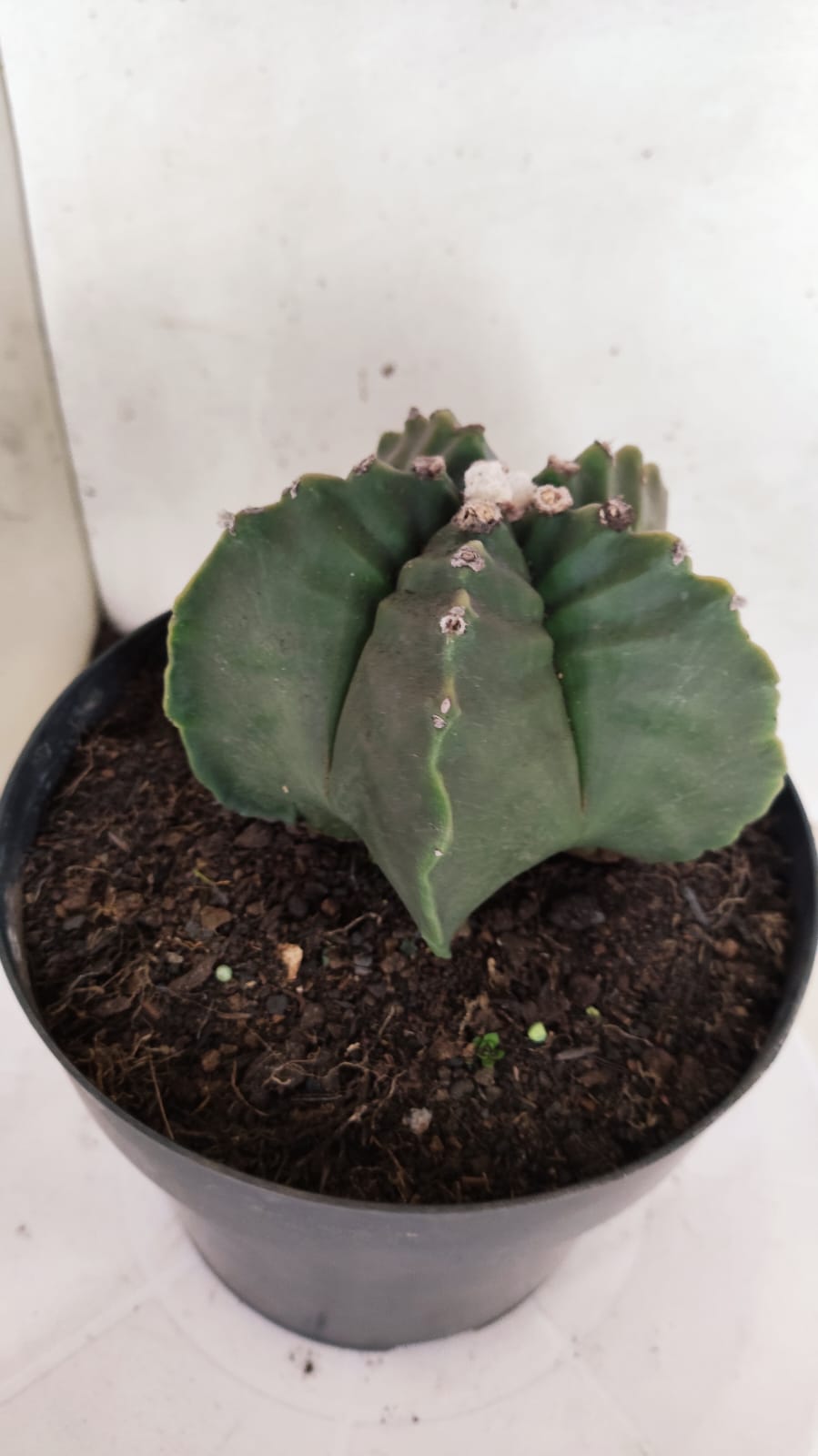 MATRIZ ASTROPHYTUM cv KIKKO Nº 424 – vaso 17