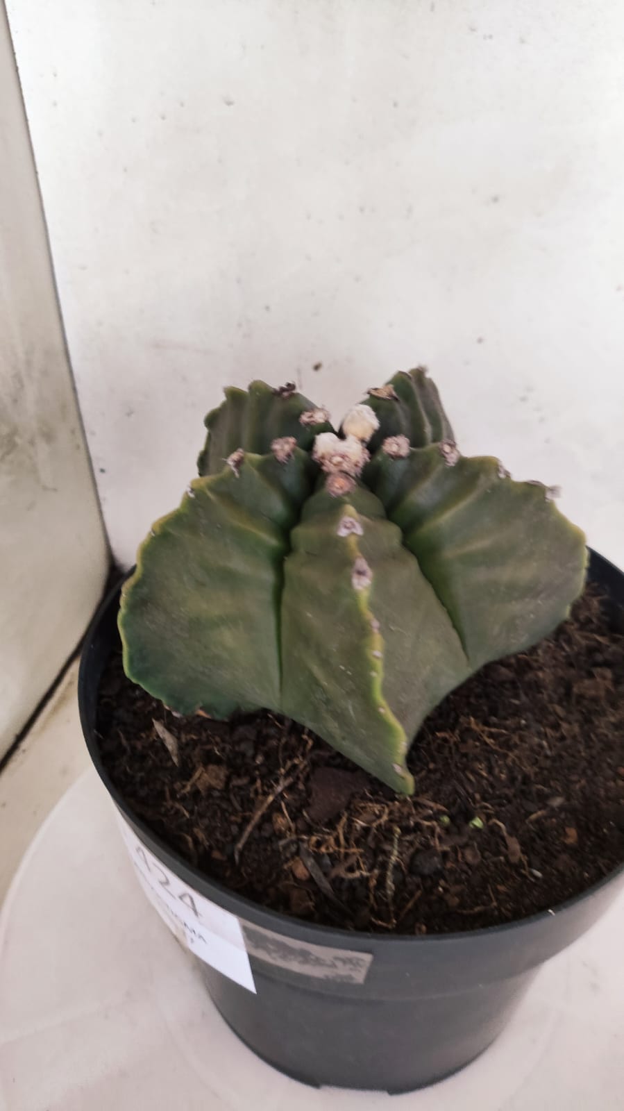MATRIZ ASTROPHYTUM cv KIKKO Nº 424 – vaso 17