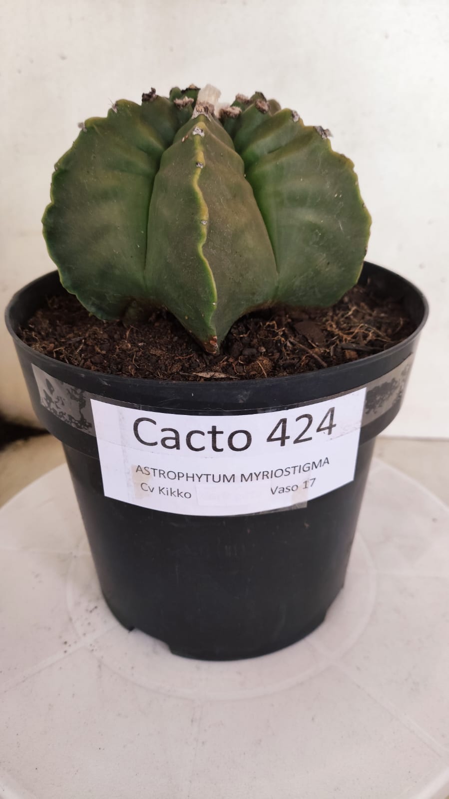 MATRIZ ASTROPHYTUM cv KIKKO Nº 424 – vaso 17