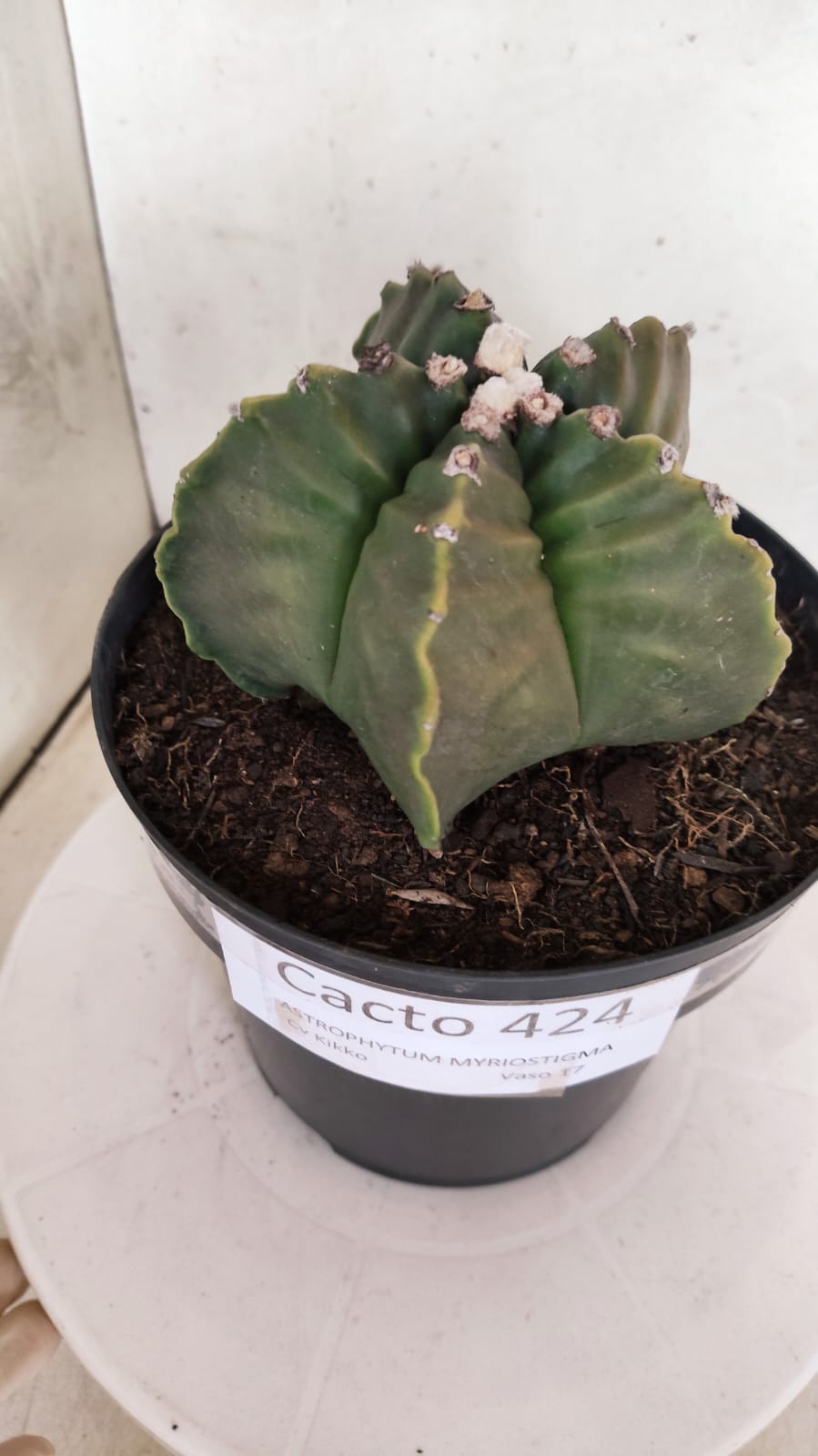 MATRIZ ASTROPHYTUM cv KIKKO Nº 424 – vaso 17