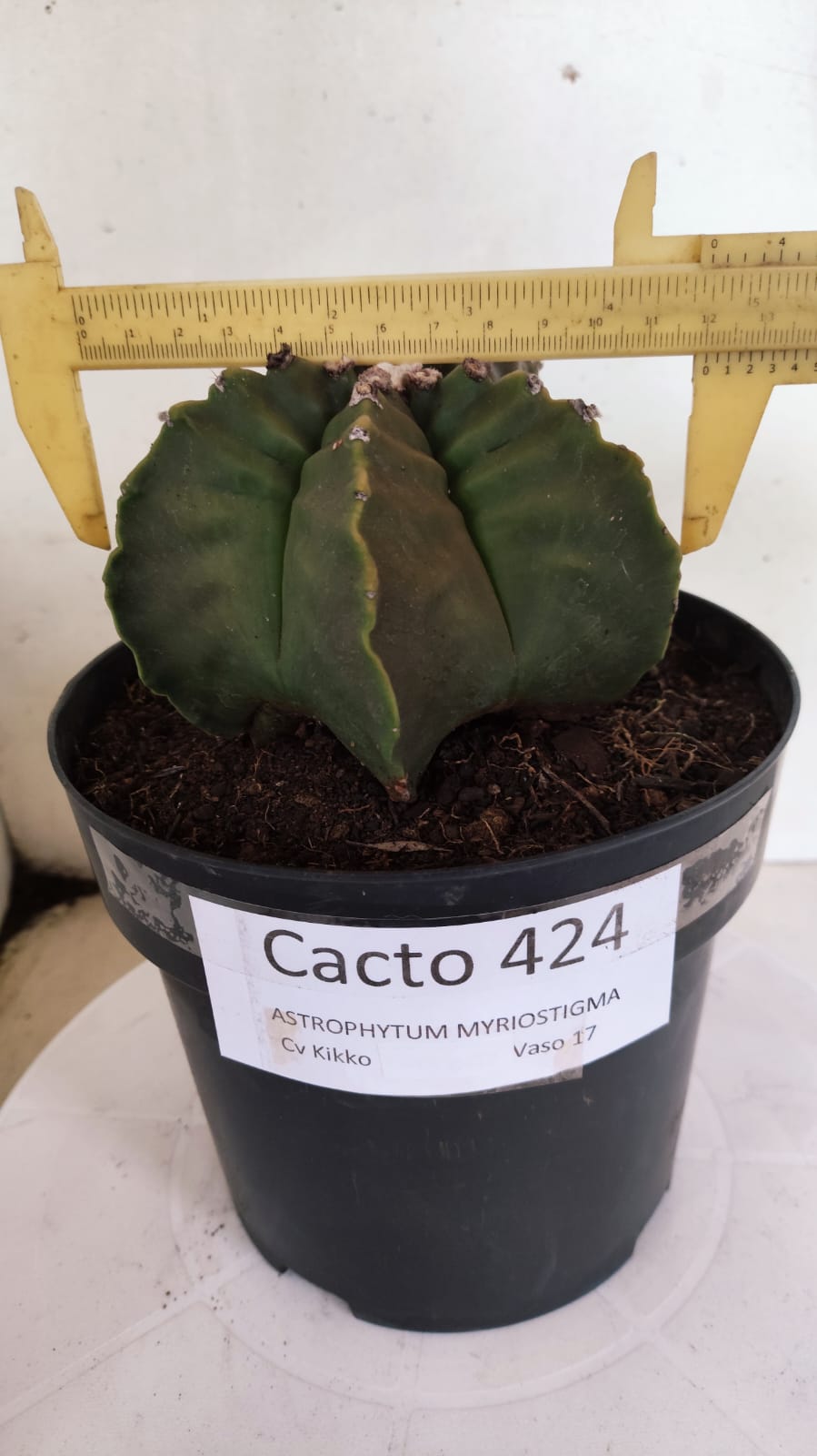 MATRIZ ASTROPHYTUM cv KIKKO Nº 424 – vaso 17
