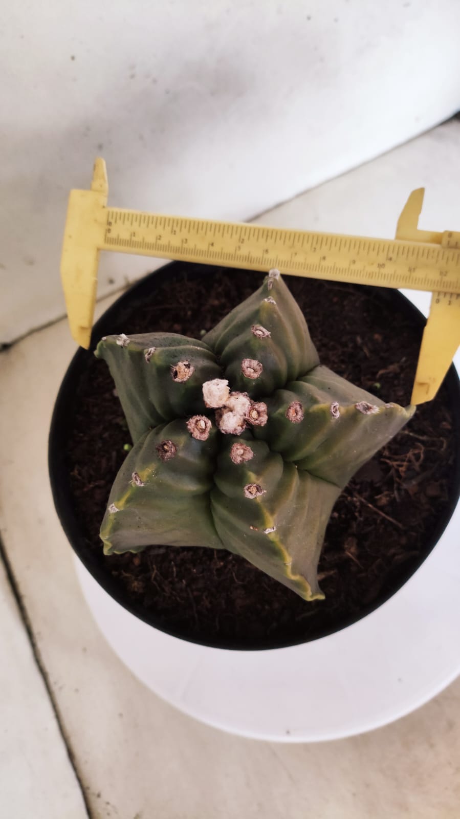MATRIZ ASTROPHYTUM cv KIKKO Nº 424 – vaso 17