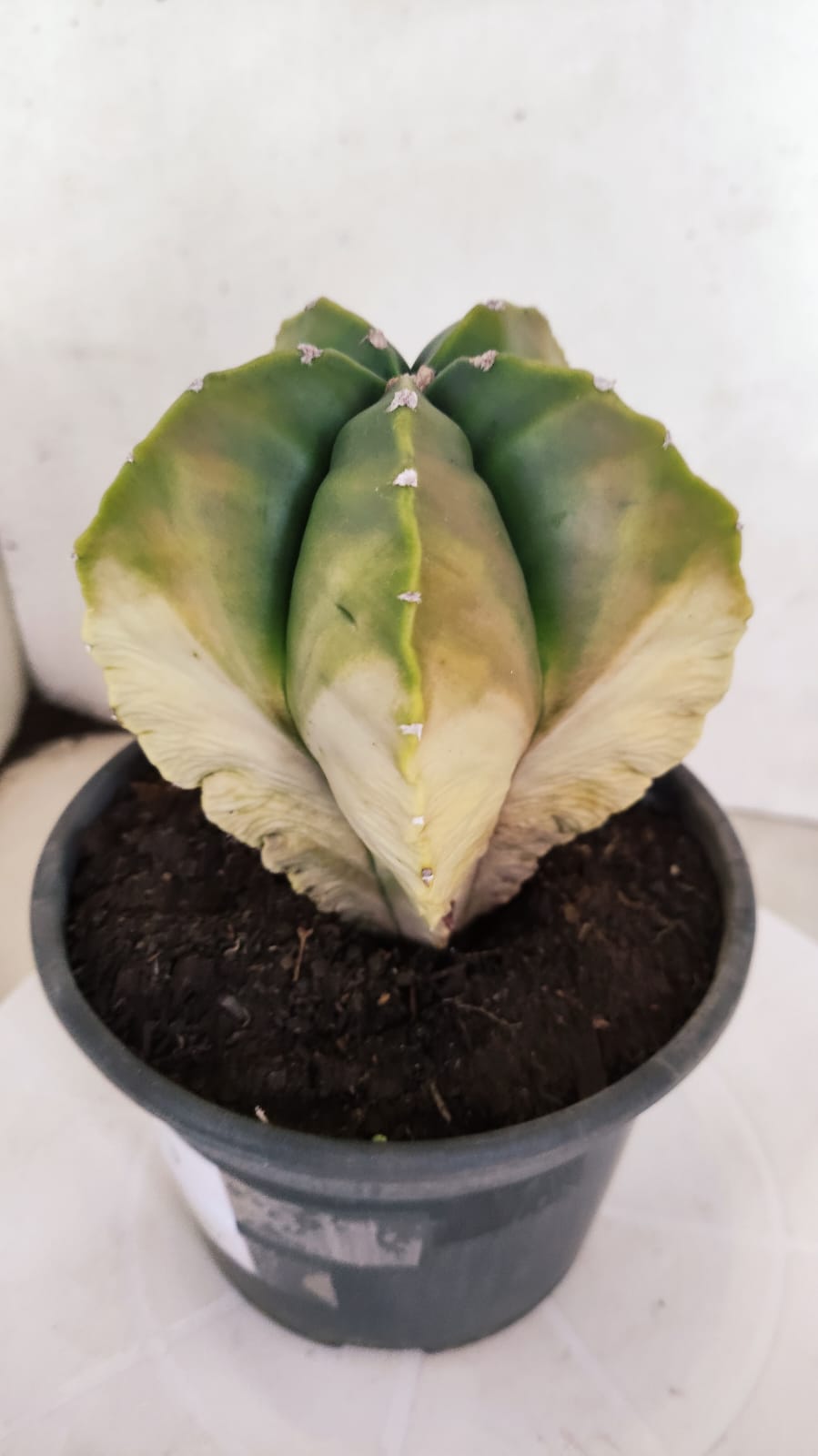 MATRIZ ASTROPHYTUM cv KIKKO "Variegata" Nº 429 – vaso 15