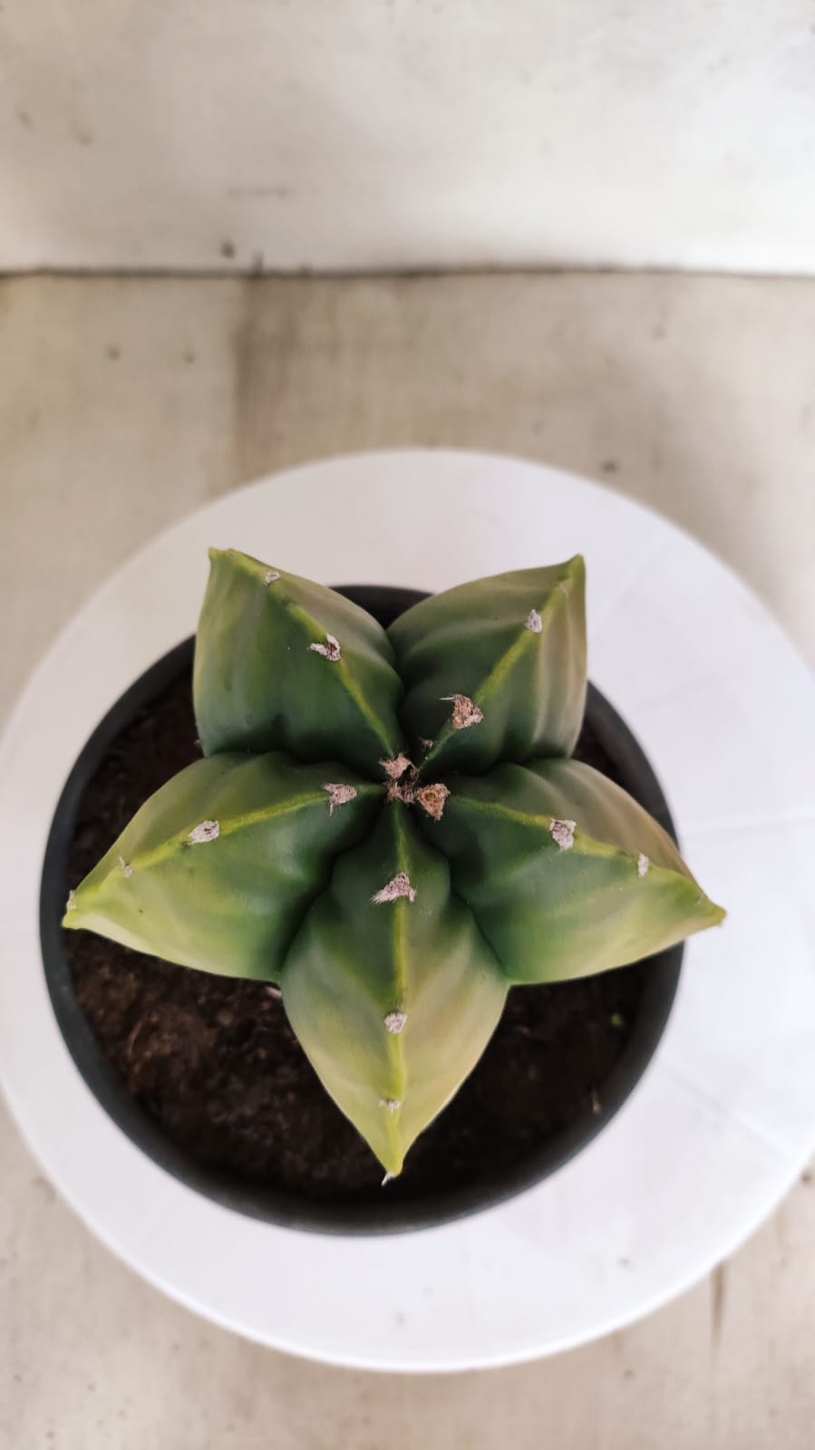 MATRIZ ASTROPHYTUM cv KIKKO "Variegata" Nº 429 – vaso 15