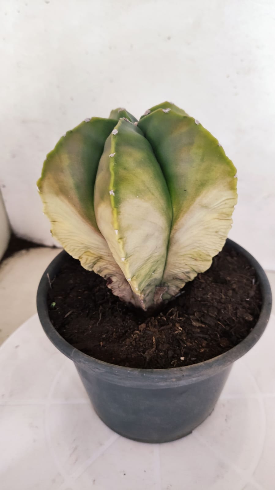 MATRIZ ASTROPHYTUM cv KIKKO "Variegata" Nº 429 – vaso 15