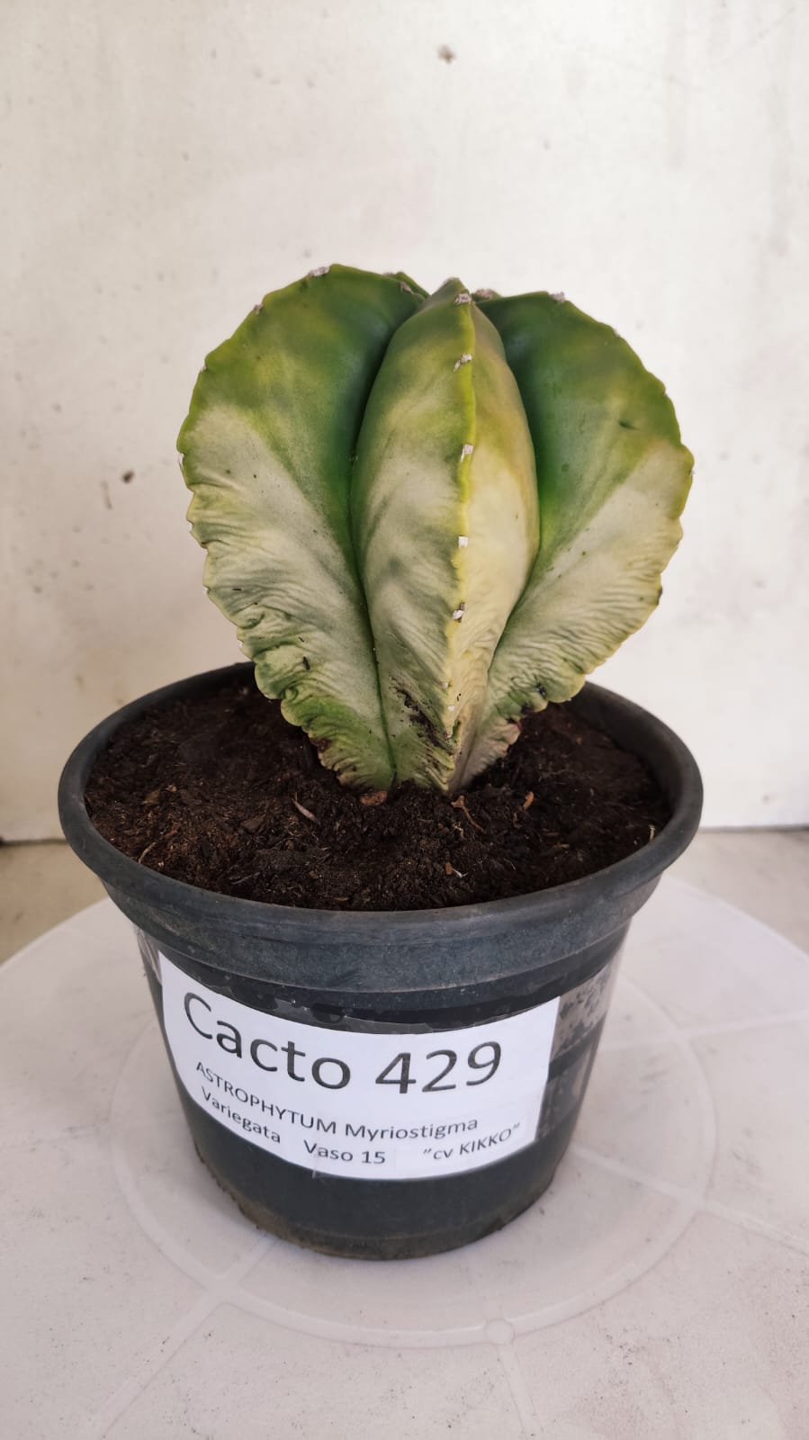 MATRIZ ASTROPHYTUM cv KIKKO "Variegata" Nº 429 – vaso 15