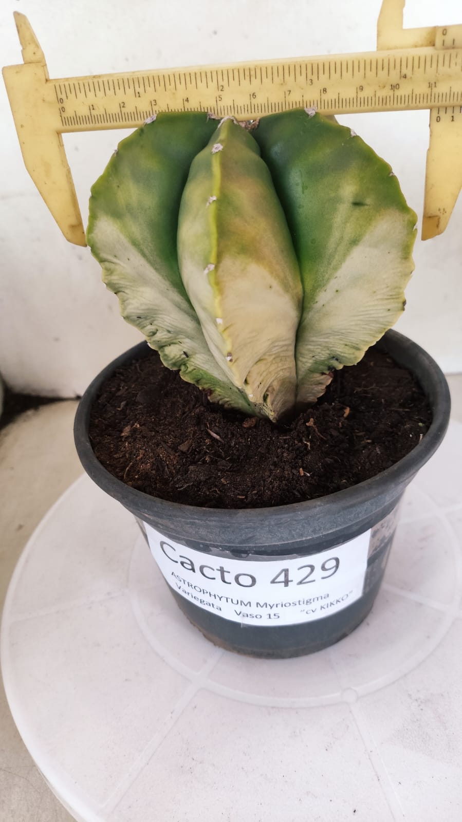 MATRIZ ASTROPHYTUM cv KIKKO "Variegata" Nº 429 – vaso 15