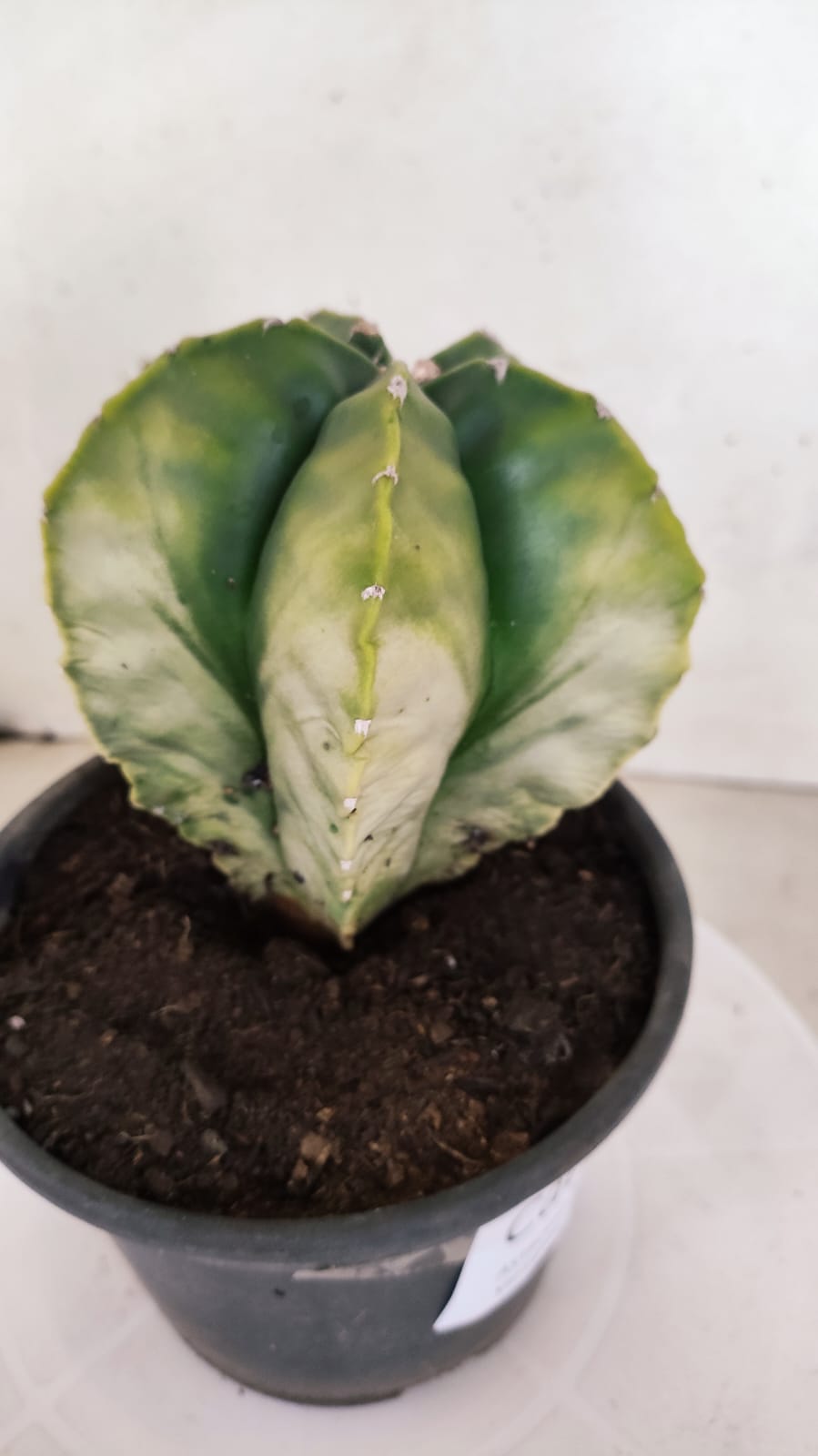 MATRIZ ASTROPHYTUM cv KIKKO "Variegata" Nº 429 – vaso 15