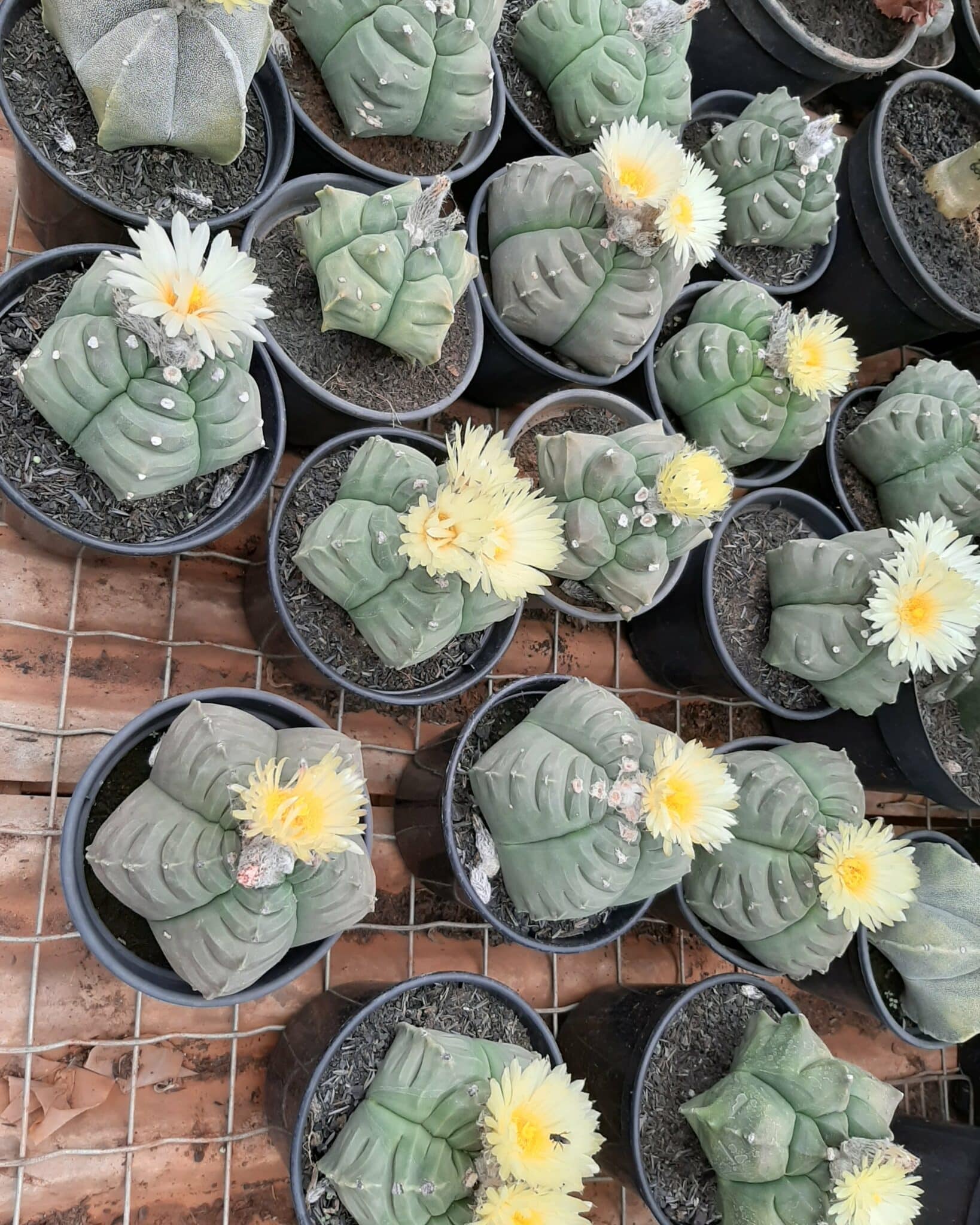 Sementes de cactos ASTROPHYTUM KIKKO - foto 11