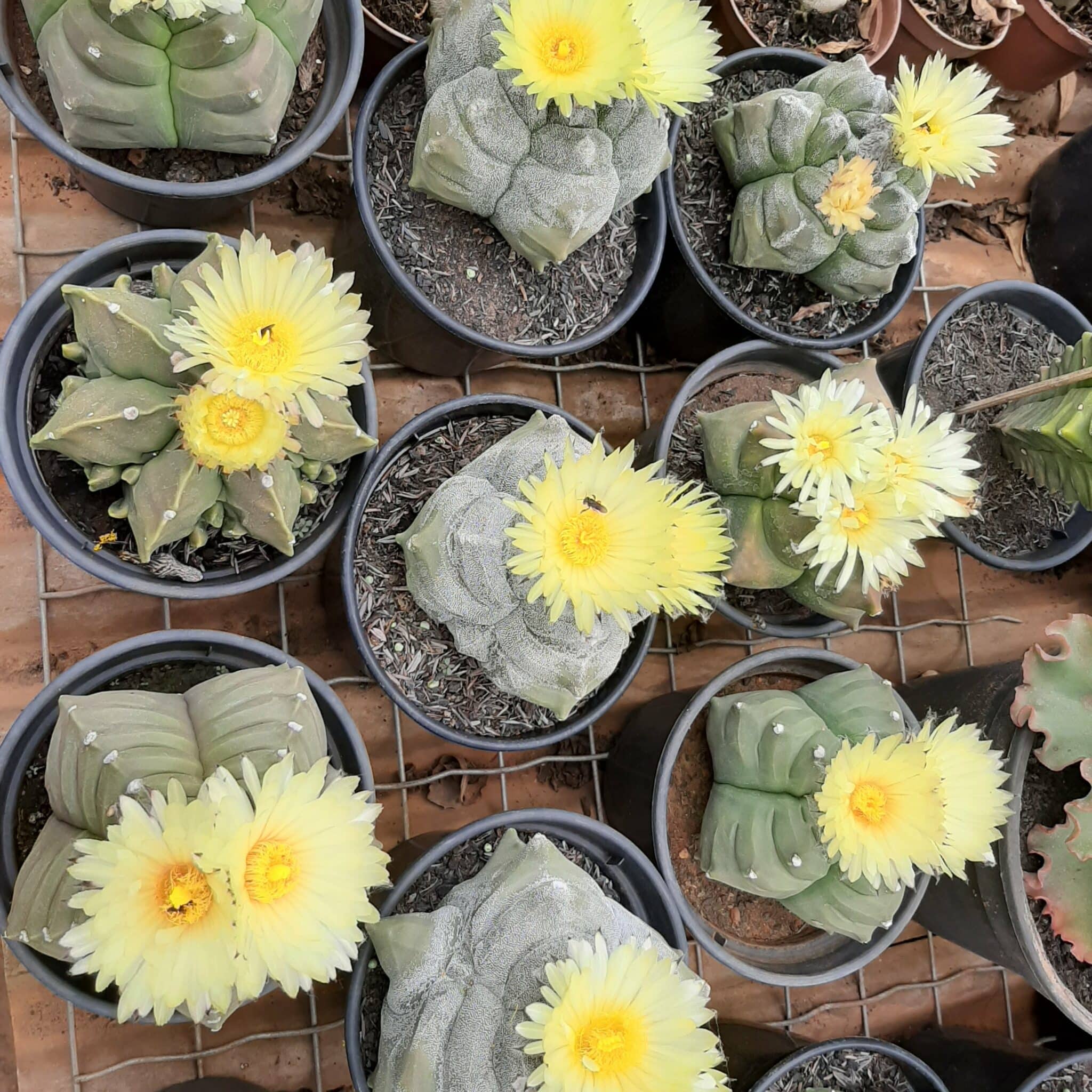 Sementes de cactos ASTROPHYTUM KIKKO - foto 2