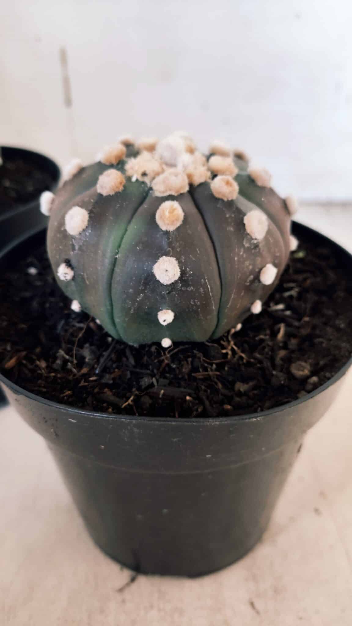ASTROPHYTUM ASTERIAS “Purple - PELUDINHA”  – vaso 15