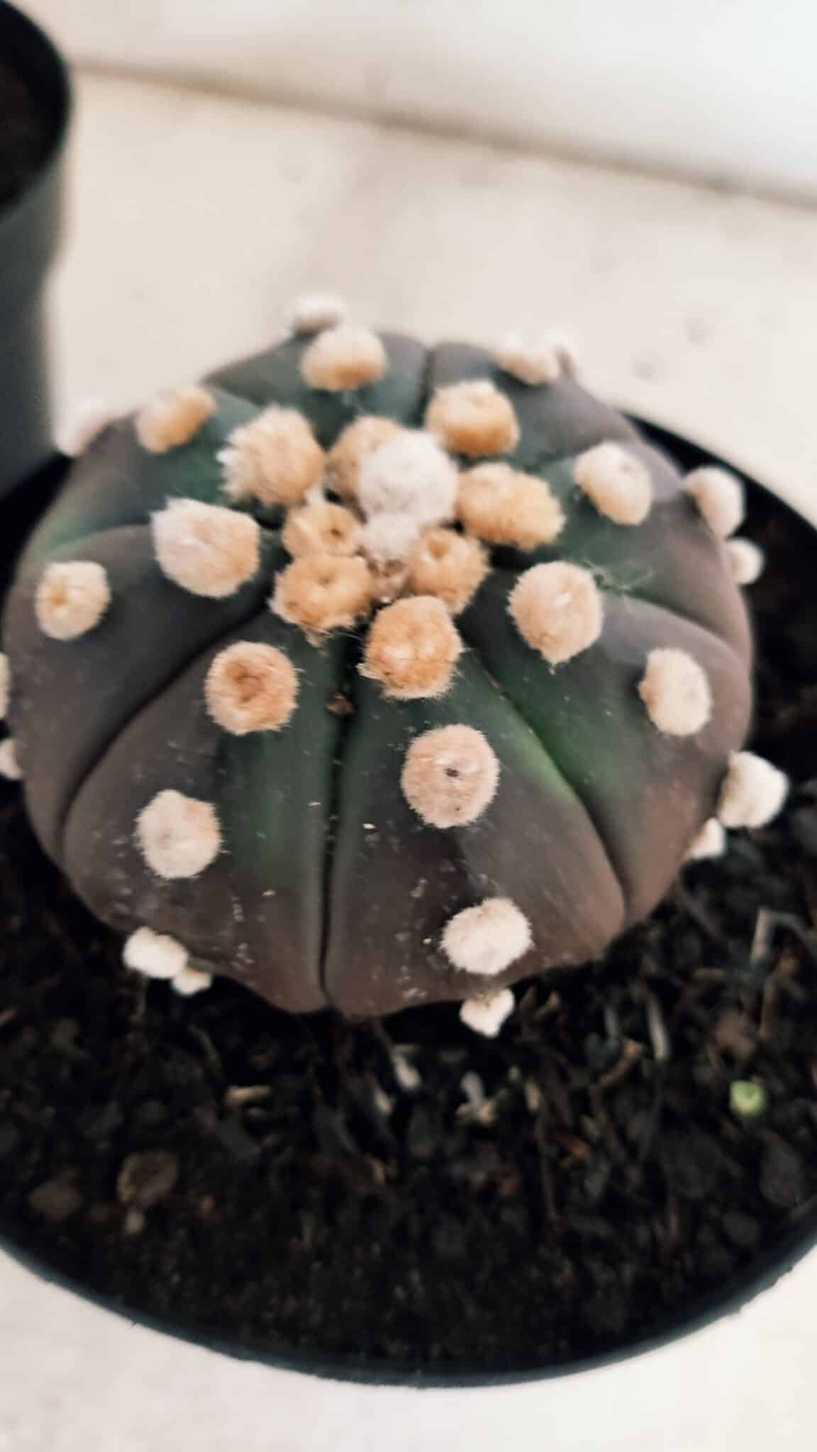 ASTROPHYTUM ASTERIAS “Purple - PELUDINHA”  – vaso 15