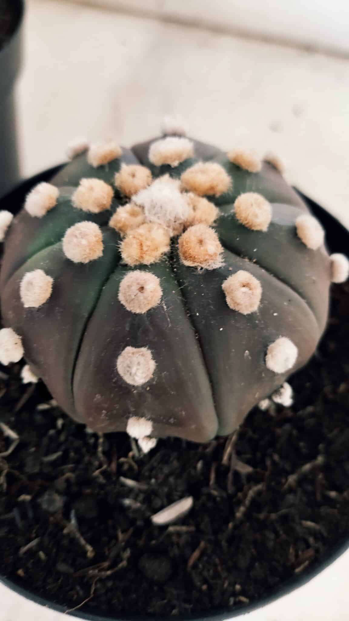 ASTROPHYTUM ASTERIAS “Purple - PELUDINHA”  – vaso 15