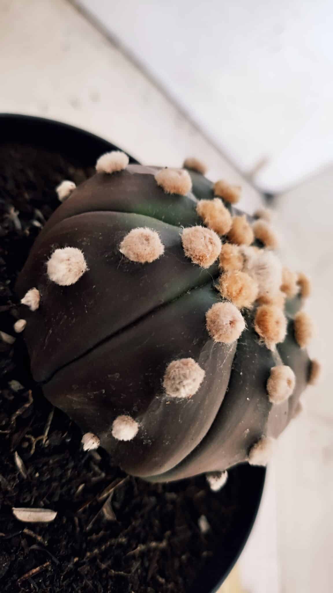ASTROPHYTUM ASTERIAS “Purple - PELUDINHA”  – vaso 15