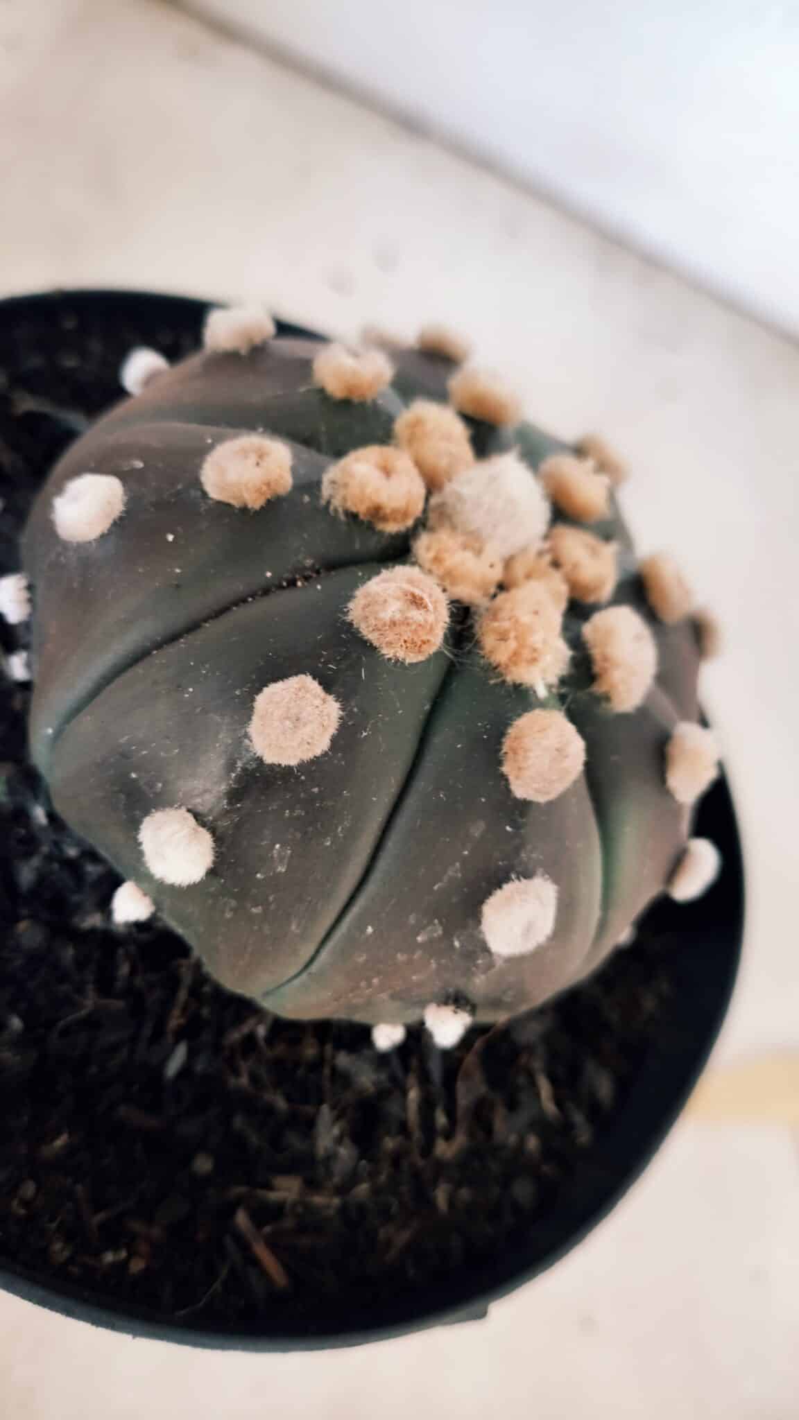 ASTROPHYTUM ASTERIAS “Purple - PELUDINHA”  – vaso 15