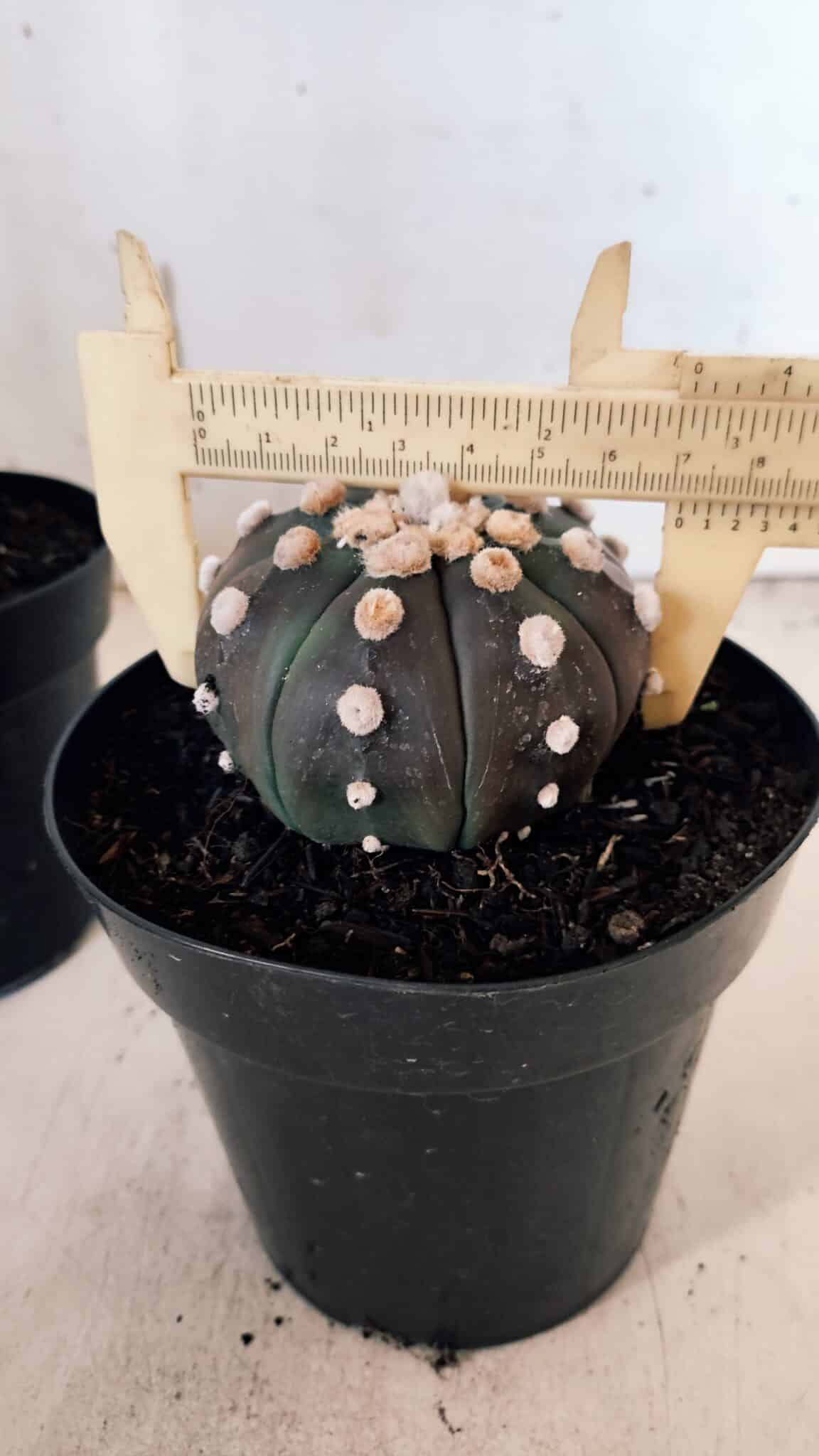 ASTROPHYTUM ASTERIAS “Purple - PELUDINHA”  – vaso 15