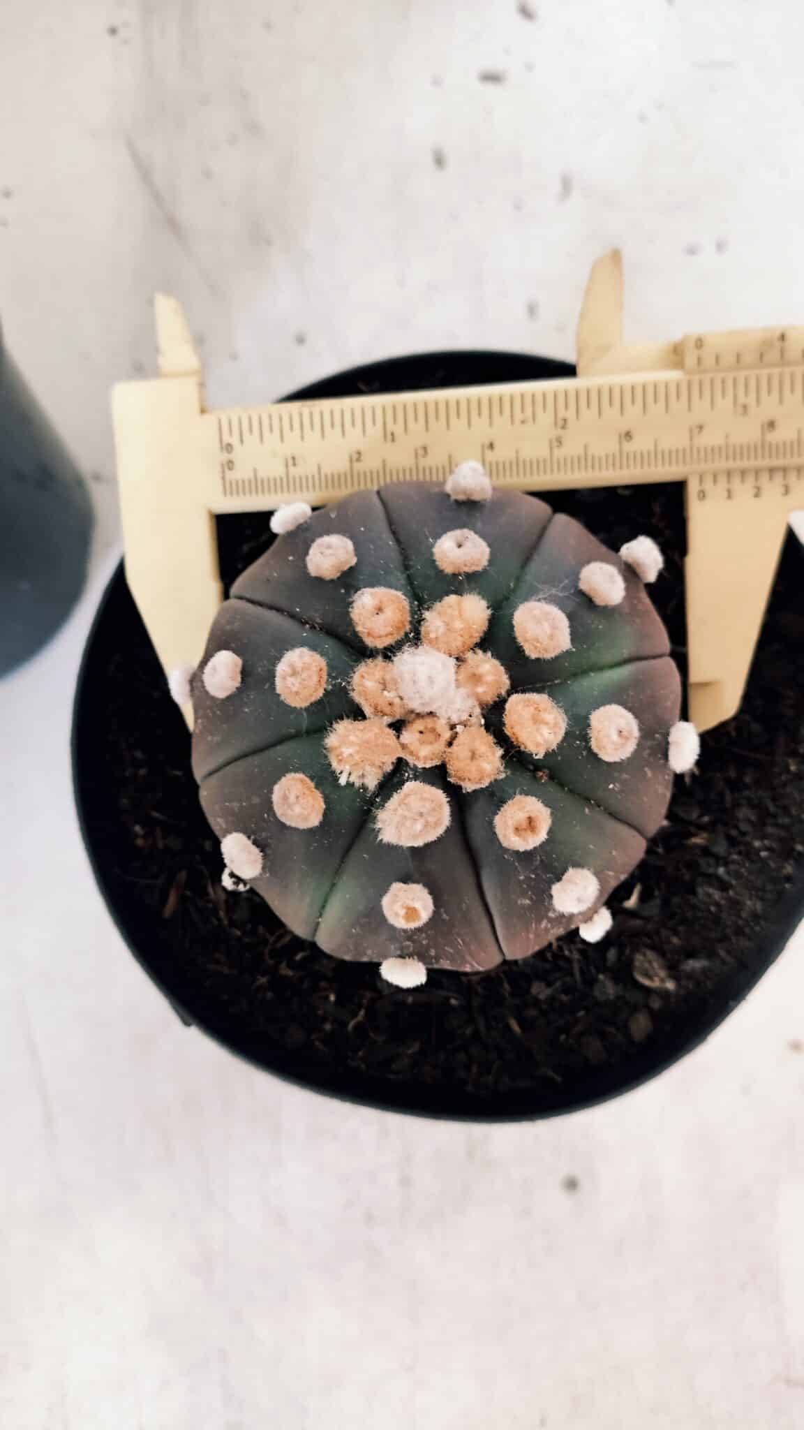 ASTROPHYTUM ASTERIAS “Purple - PELUDINHA”  – vaso 15